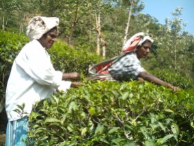 Tea Plantation in Ponmudi
